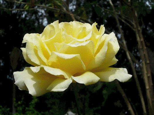 [yellow+rose2.gif]