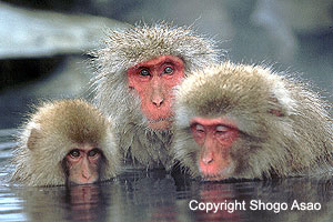 [macaque+japonais.jpg]