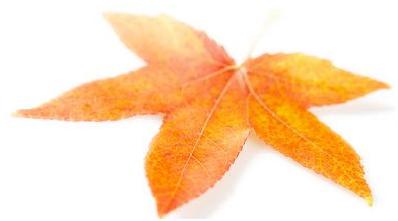 [flat+maple+leaf.jpg]