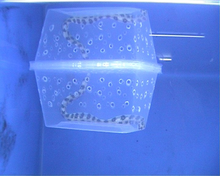 [snakefish1.bmp]