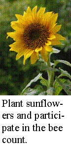 [sunflowercaption.gif]
