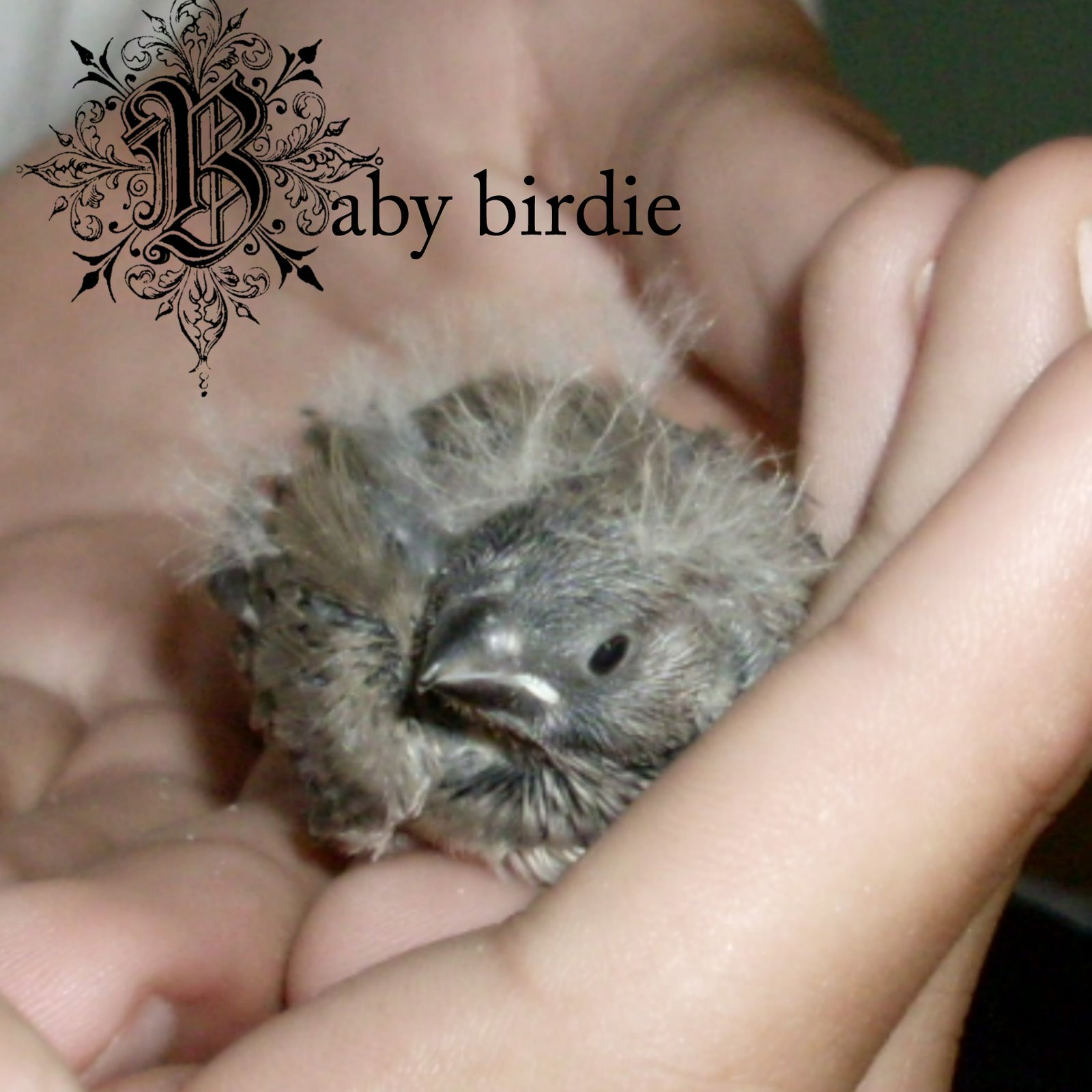 [4x4+baby+birdie.jpg]