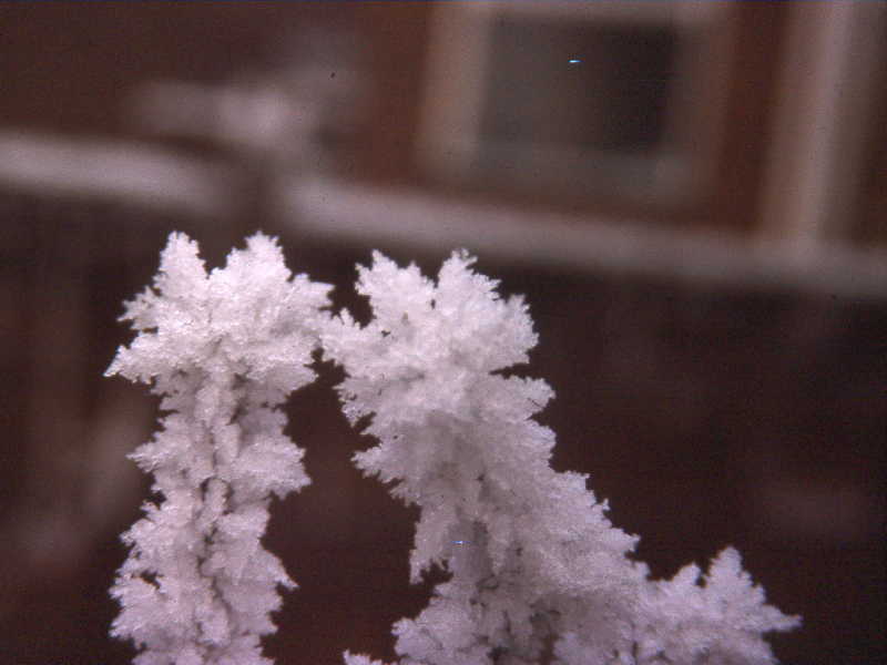 [frost.JPG]