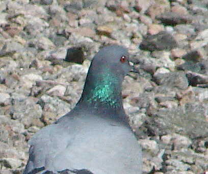 [240508+008+pigeons111.JPG]