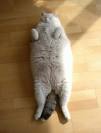 [scales+fat+cat.jpg]
