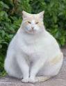 [Scales+fat+cat2.jpg]