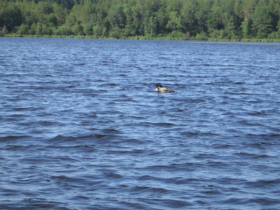 common loon nest. This Common loon picked a nice