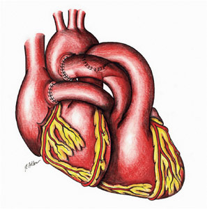 [articles-transplantation-heart.jpg]
