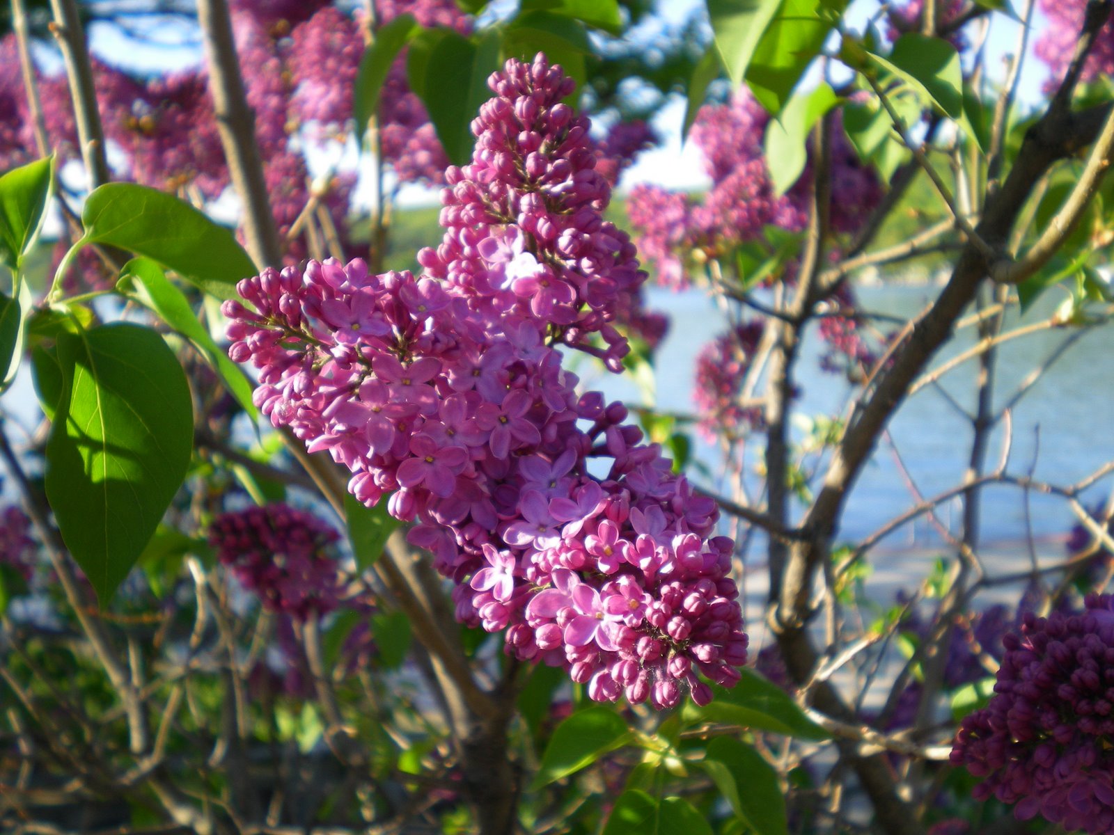 [lilacs+and+wentworth+5+08+004.JPG]