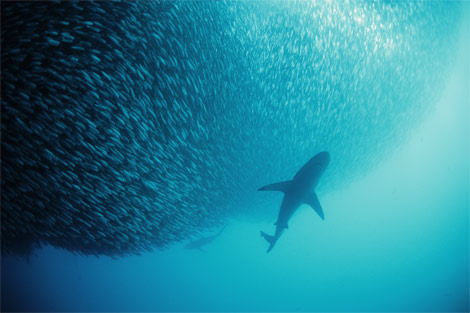 [sardines-shark-south-africa-707706-ga.jpg]