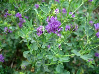 [alfalfa-herbal-remedies-1.jpg]