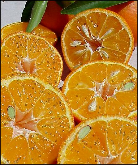 [tangerine2.jpg]