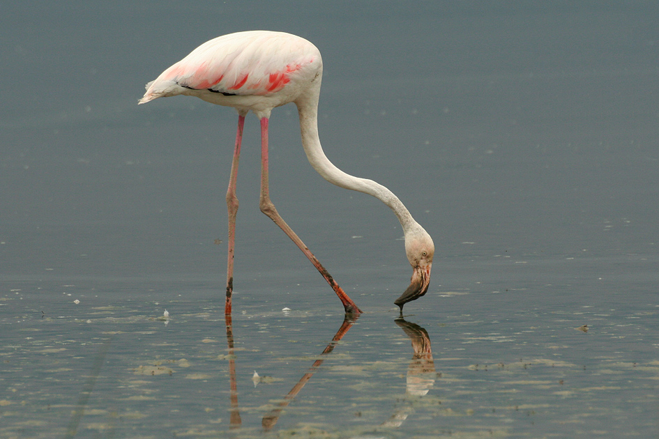[Flamingo.-a.jpg]