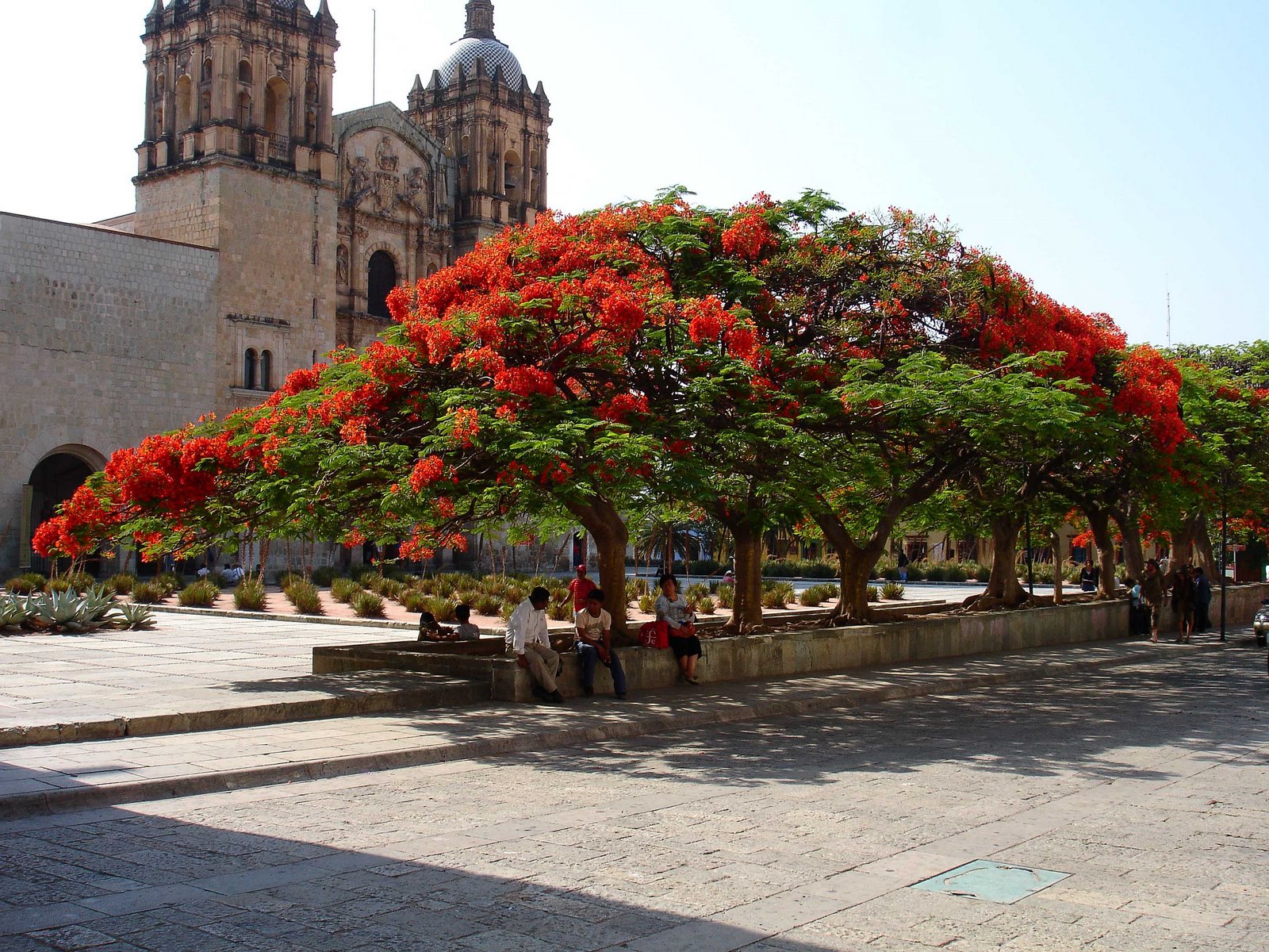 [Dia+en+Oaxaca+-+Flowering+trees+of+Santo+Domingo+001.jpg]