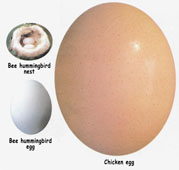 [hummingbird_eggs+-+chicken+egg.jpg]