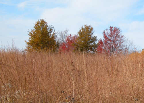 [autumn+leaves+on+the+prairie.jpg]
