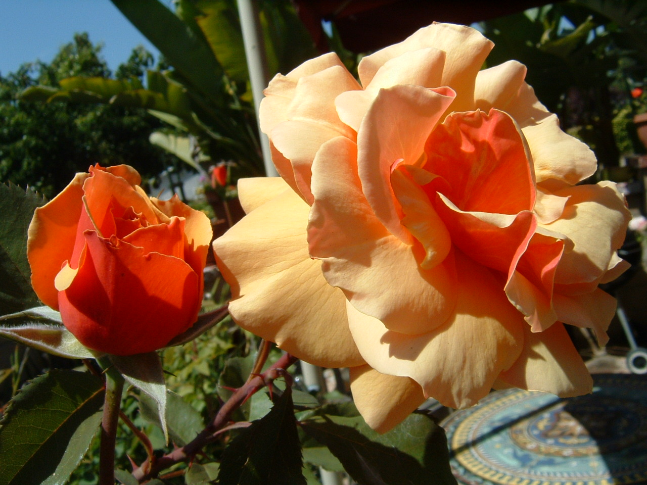[First+rose+blooms-April+08.JPG]