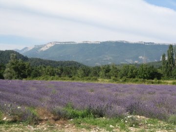 [lavendar+field.JPG]
