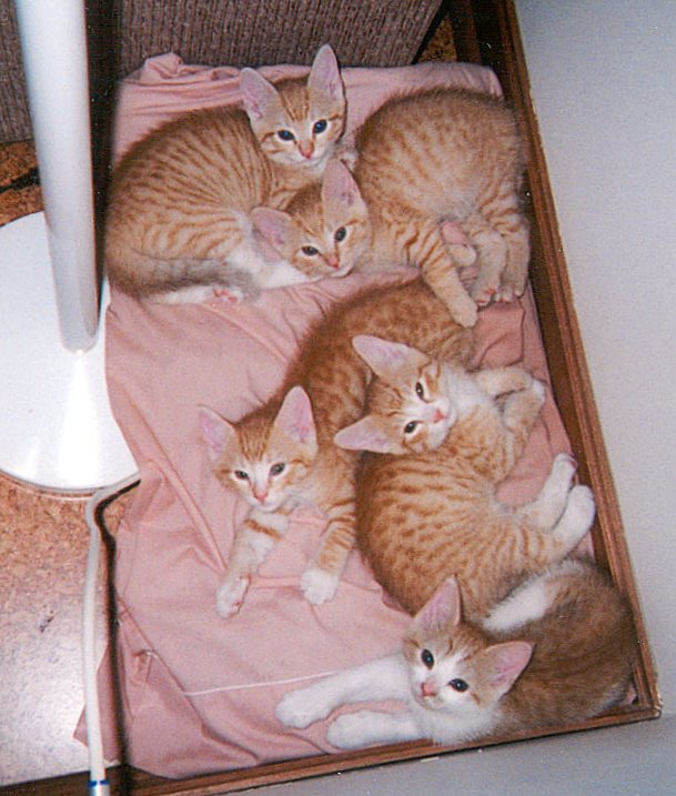 [kittens+in+corner.jpg]