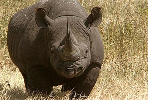 [More-of-Africa-urged-to-boost-rhino-numbers-1.jpg]