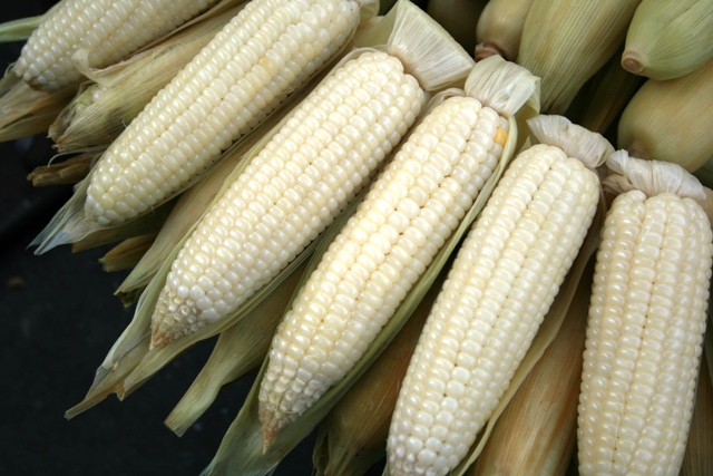 [white+corn.JPG]