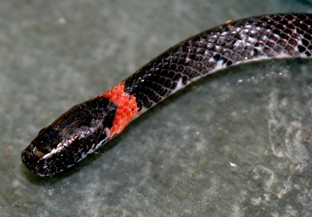 [white+spotted+slug+snake+IMG_4396.jpg]