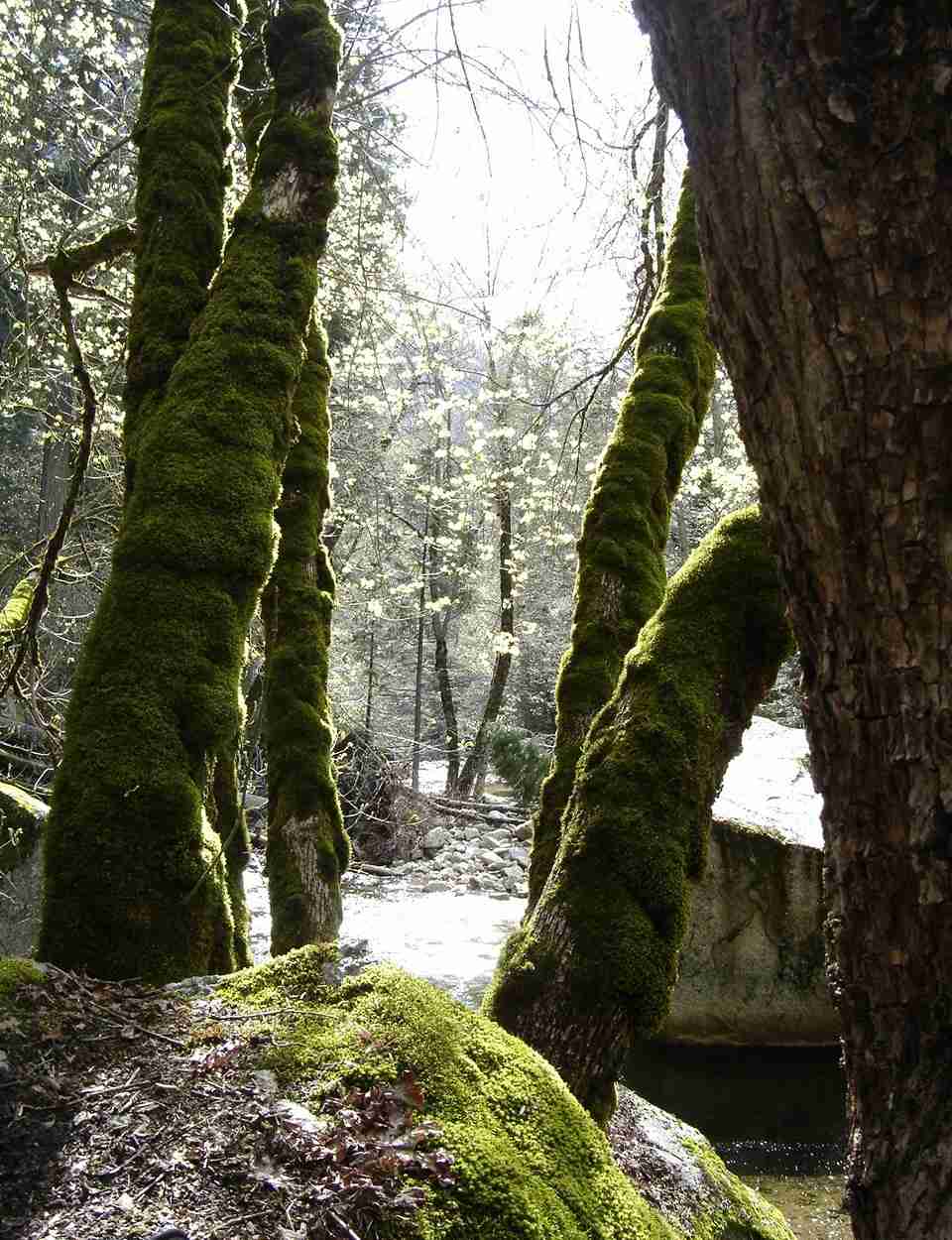 [yosemite+snow+creek+mossy+tree+033.jpg]
