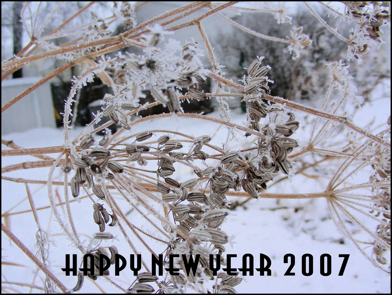 [Happy+New+Year+2007.jpg]