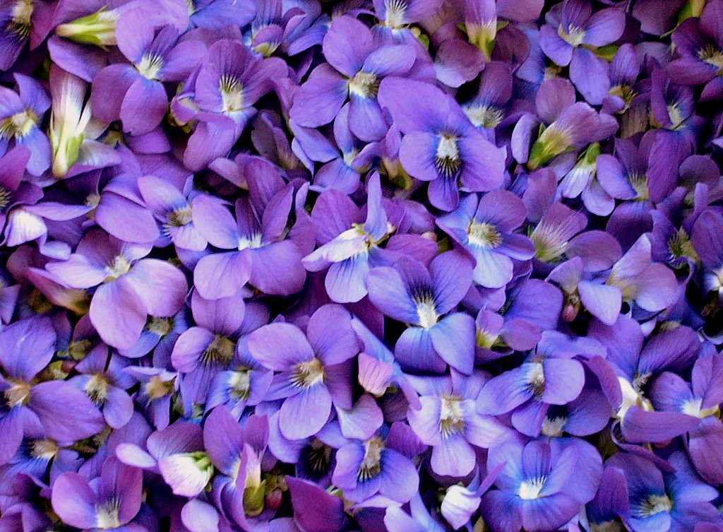 [violets+close+up.JPG]