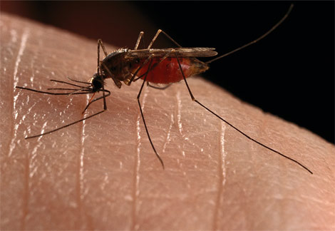 [mosquito+by+Darlyne+A.+Murawski.jpg]