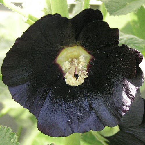 [black+flower.jpg]
