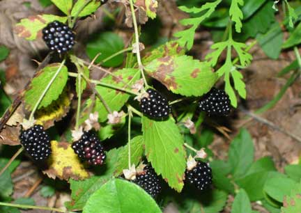 [blackberries.jpg]