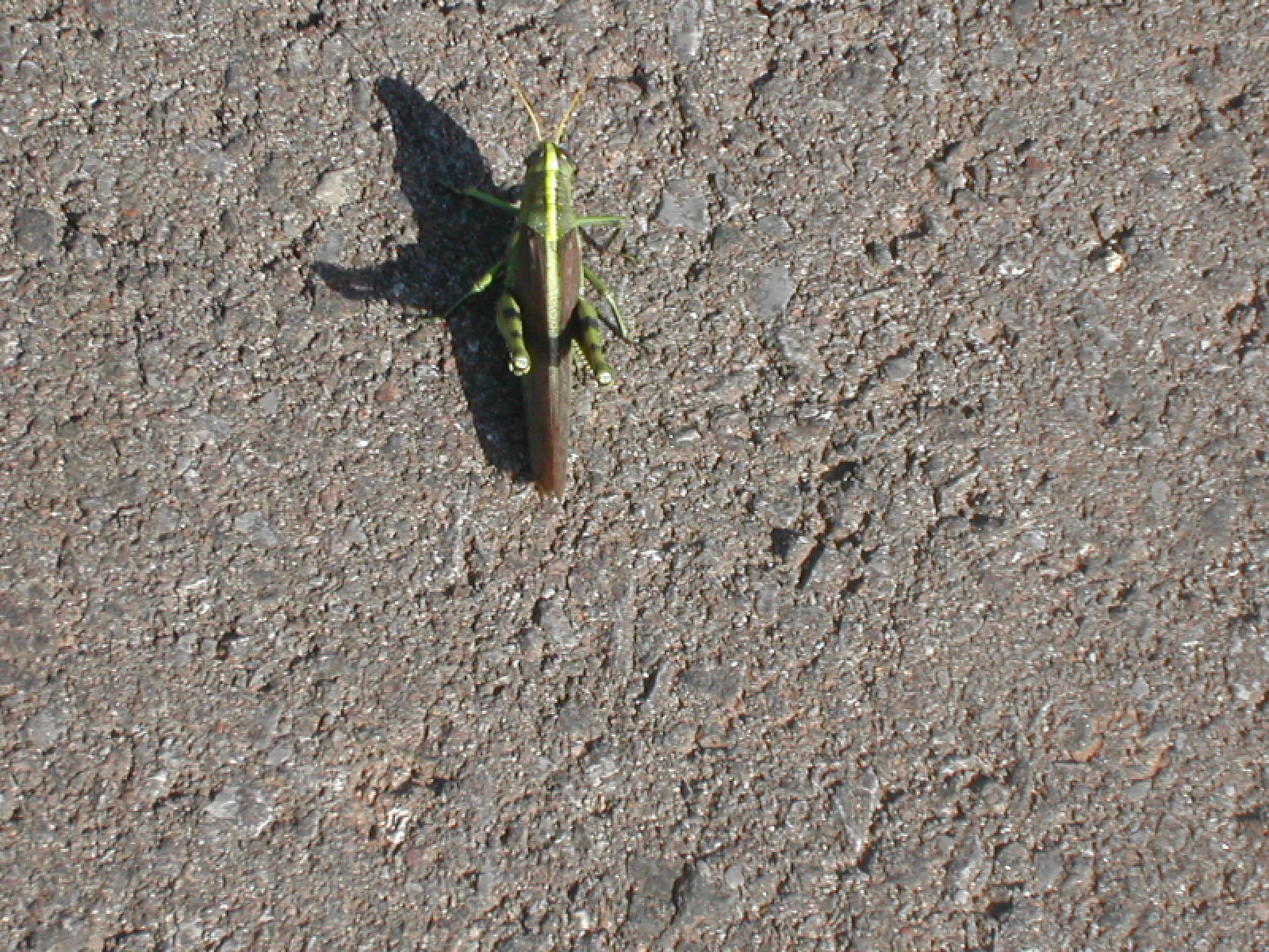 [grasshoppper+1.JPG]