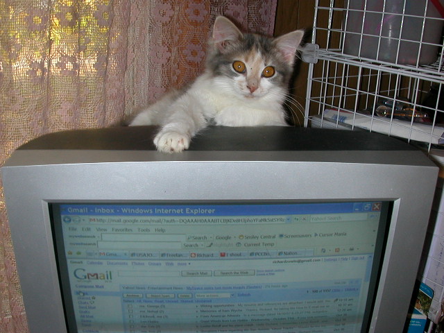 [Cassie+the+Web+Cat.JPG]