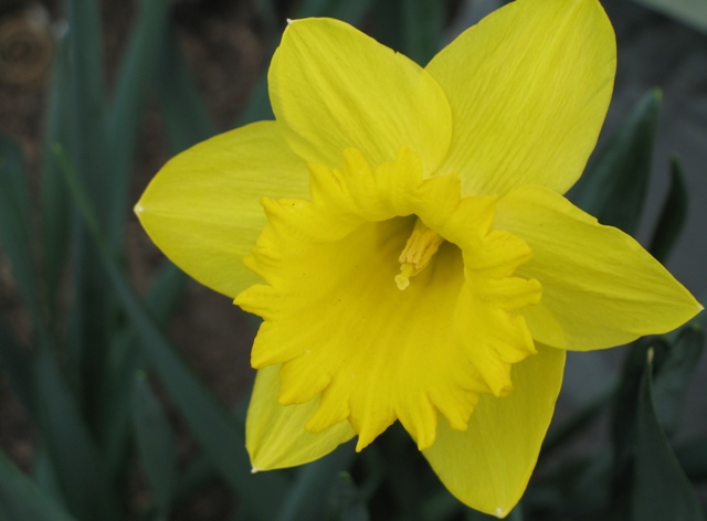 [daffodil+smaller.JPG]