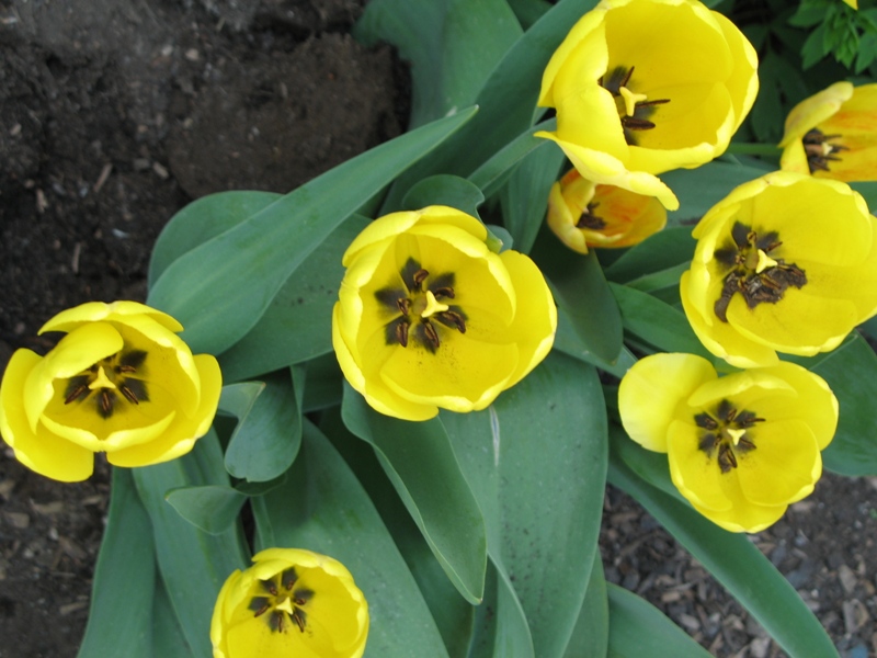 [yellow+tulips.JPG]