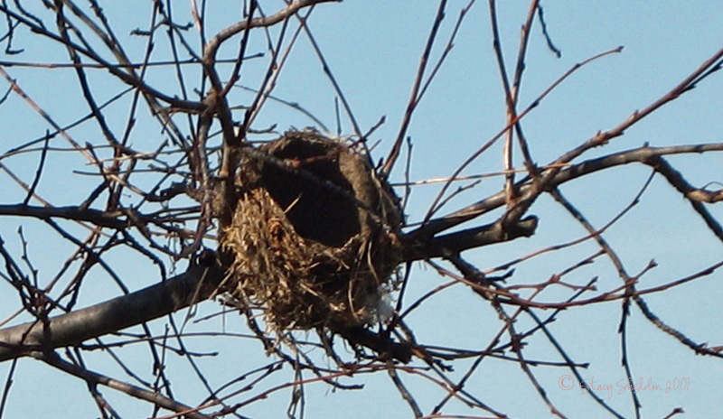 [bird+nest+in+pie+cherry+11-3-07.jpg]