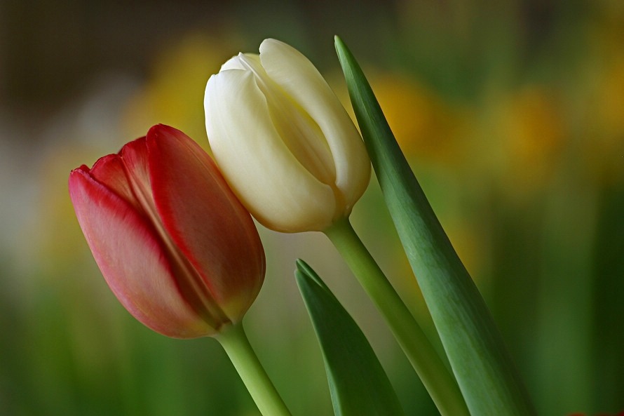 [tulipan01ps1.jpg]