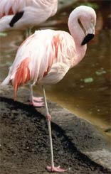 [Chilean_flamingo2.jpg]