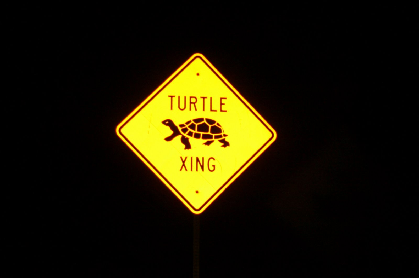 [turtle+xing.jpg]