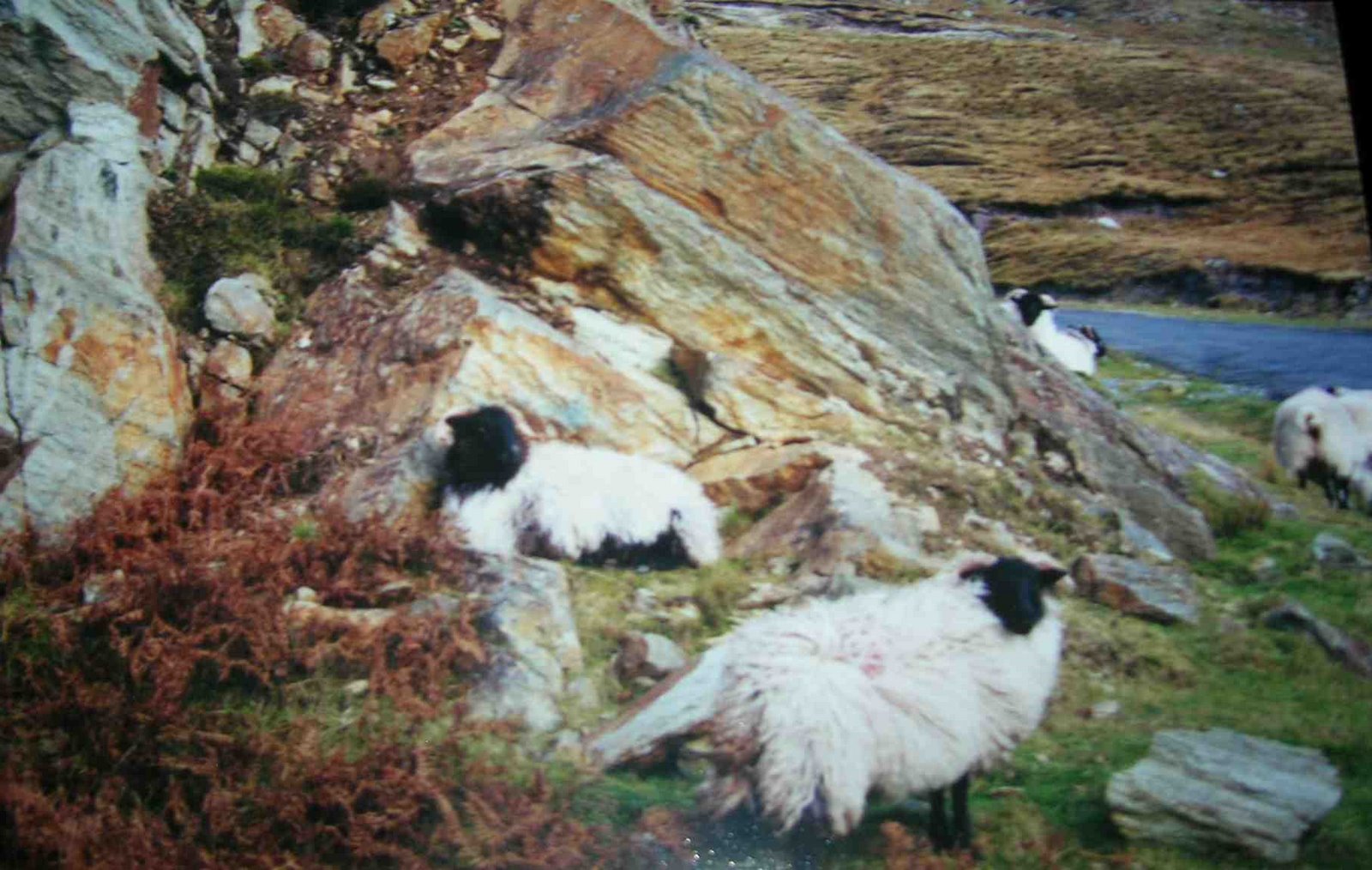 [sheep+on+the+rocks.jpg]