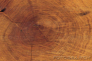 [old-age-growth-grow-growing-wood-tree-trunk-circle-~-F0004105.jpg]