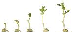 [5 sprouts.jpg]