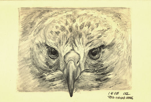 [red-tailed-hawk-by-lori-lev.jpg]