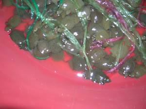 mini turtles