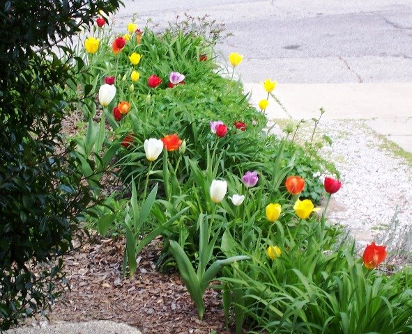 Tulips in bloom Spring 2008