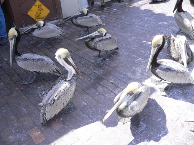 [pelicans2.jpg]