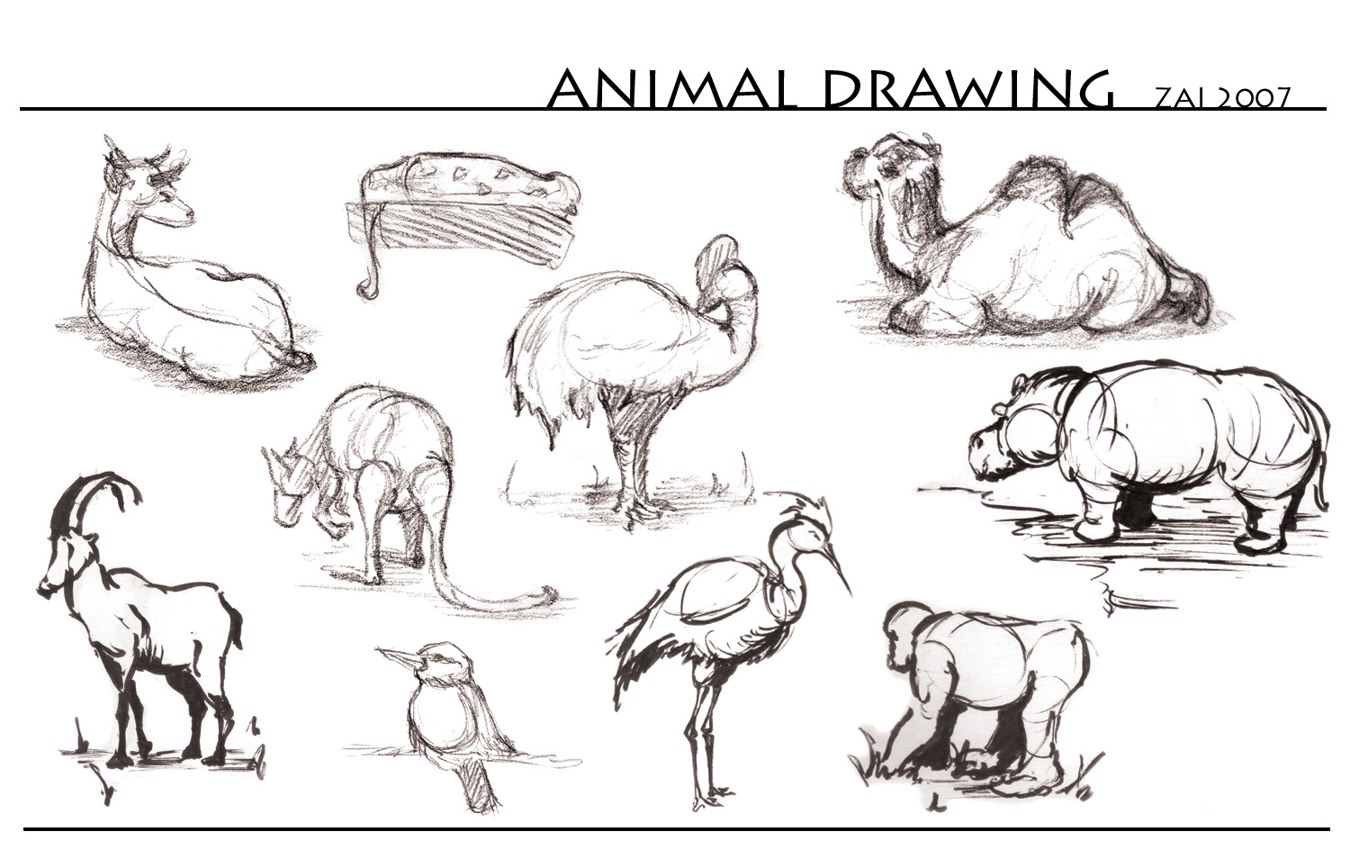 [animal+drawing_bests.jpg]