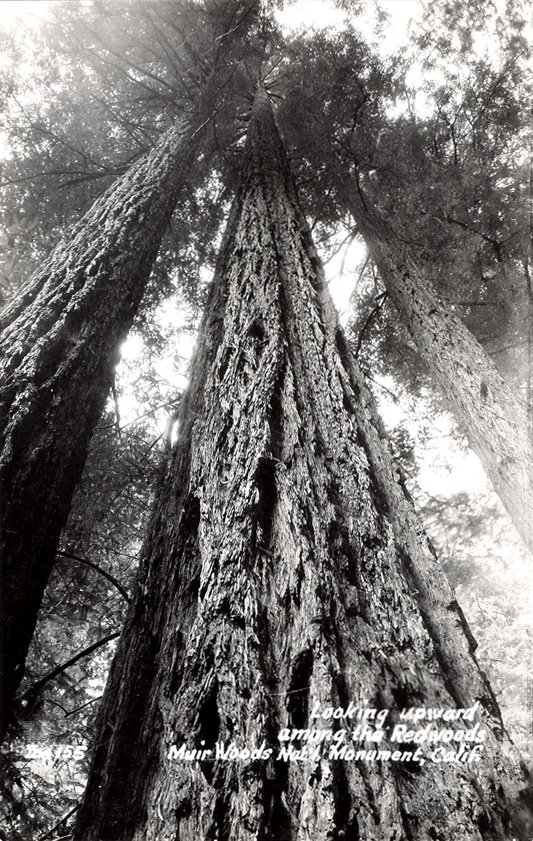 [Mighty+Redwood.jpg]
