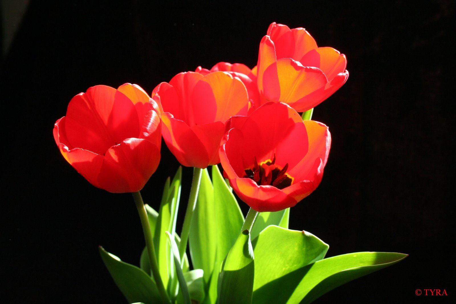 [TyrasGarden+_tulips.jpg]